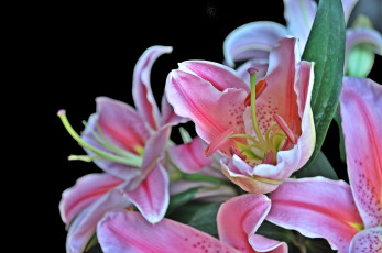 Картинка цветы лилии лилейники макро розовый