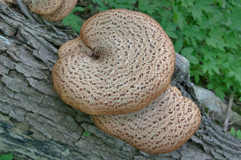Картинка природа грибы дерево гриб
