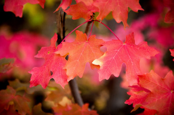 Картинка природа листья клен осень красный