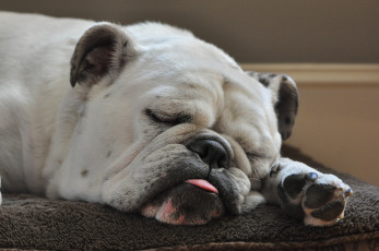 Картинка животные собаки бульдог сон смешной