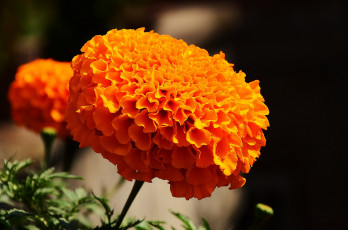 Картинка цветы бархатцы оранжевый