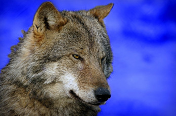 Картинка животные волки хищник морда
