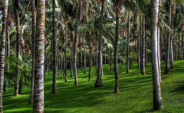 Картинка испания канарские острова пуэрто де ла крус пальмовый парк природа пальмы