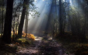Картинка природа лес лучи стволы дорога свет