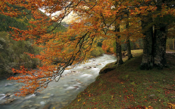 Картинка природа реки озера осень дерево река