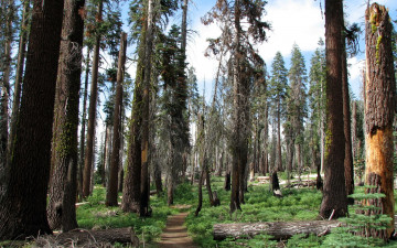 Картинка sequoia national park california природа лес тропинки
