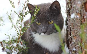Картинка животные коты туя снег дерево ствол кот кошка