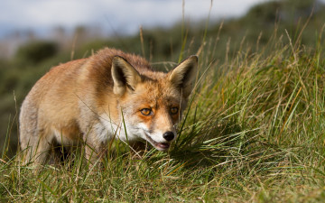 Картинка животные лисы фон природа лиса