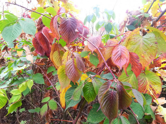 Обои картинки фото осень, 2012, природа, листья, красиво