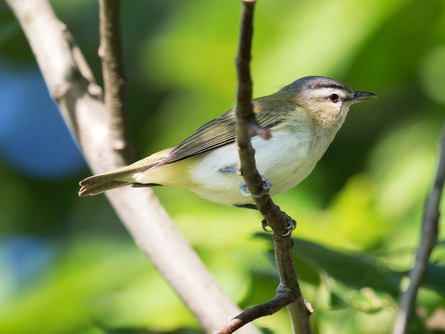 Обои картинки фото животные, птицы, ветка, red-eyed, vireo