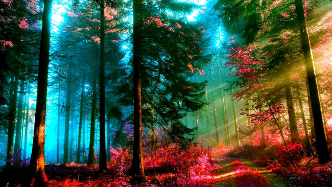 Обои картинки фото цвет, осени, природа, лес, кусты, свет, трава, дорога, хвойный, краски