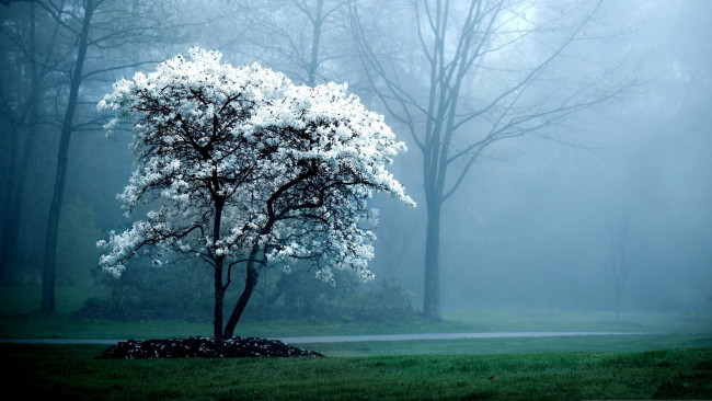 Обои картинки фото природа, деревья, туман, цветущее, дерево, дорога, лес