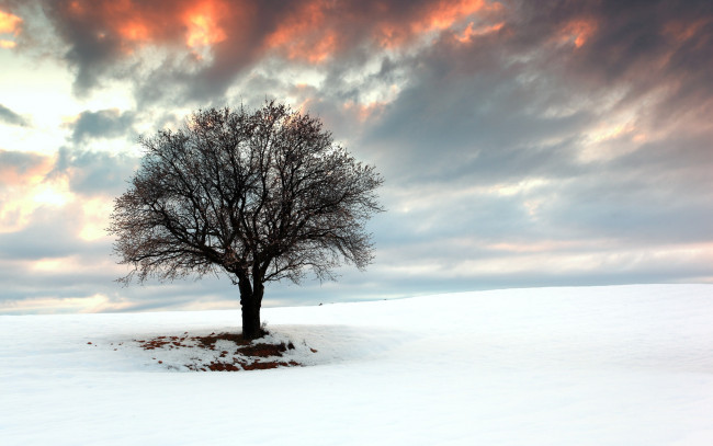 Обои картинки фото природа, деревья, облака, дерево, снег