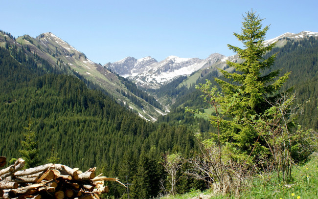 Обои картинки фото природа, горы, лес, снег, трава