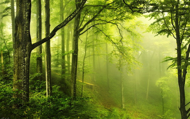 Обои картинки фото природа, лес, зелень, дымка