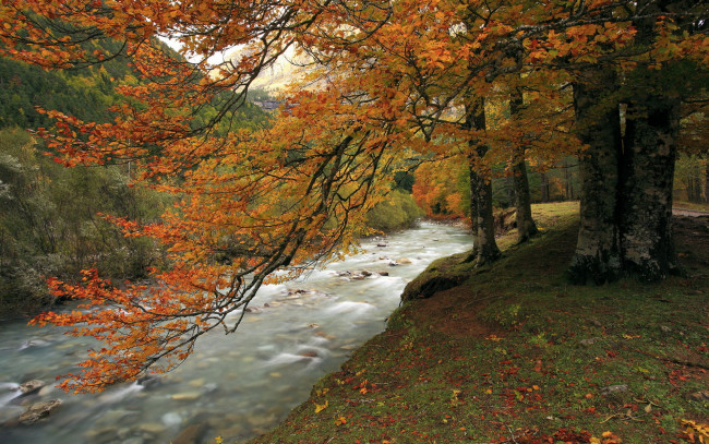 Обои картинки фото природа, реки, озера, осень, дерево, река