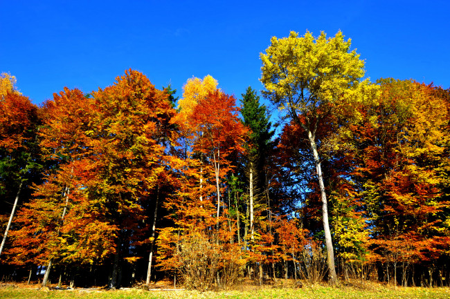 Обои картинки фото carinthia, austria, природа, лес, осень, деревья