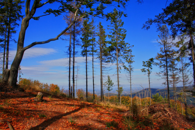 Обои картинки фото польша, brenna, природа, деревья, осень, сосны