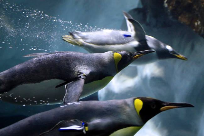 Обои картинки фото животные, пингвины, скорость, плавание