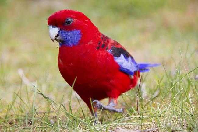 Обои картинки фото животные, попугаи, красный
