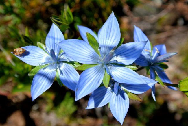 Обои картинки фото цветы, голубой