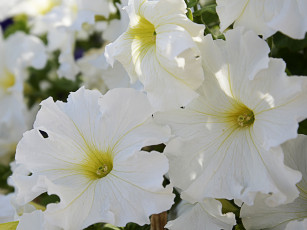 Картинка цветы петунии калибрахоа белый свет