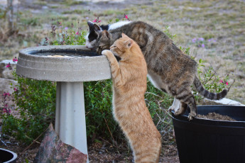 Картинка животные коты водопой жажда