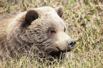 Картинка животные медведи сухая трава гризли морда