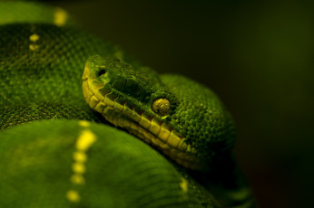 Картинка животные змеи питоны кобры темный фон зеленый древесный питон