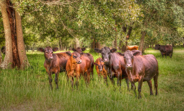 Картинка животные коровы буйволы лес поляна трава телята