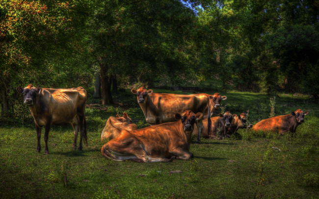 Обои картинки фото животные, коровы, буйволы, лес, поляна, трава