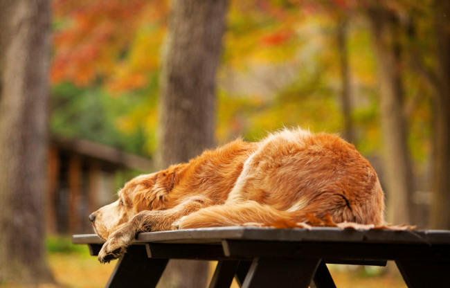 Обои картинки фото животные, собаки, лежит, золотистый, природа, стол, ретривер, осень, деревья