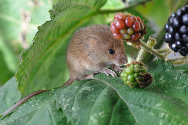 Обои картинки фото животные, крысы, мыши, листья, ягоды, мышка, полевка