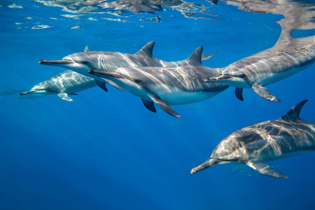 Обои картинки фото животные, дельфины, океан, стая