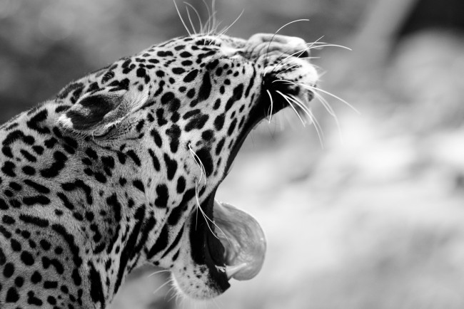 Обои картинки фото животные, Ягуары, пасть, черно-белое, клыки, зевает, морда, ягуар
