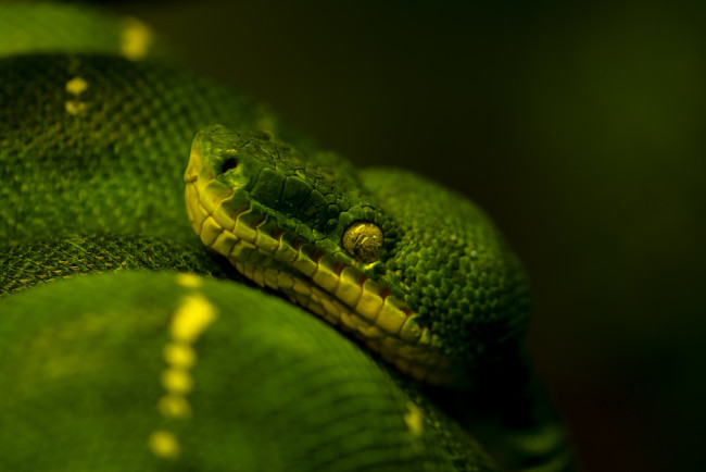 Обои картинки фото животные, змеи, питоны, кобры, темный, фон, зеленый, древесный, питон