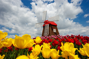обоя разное, мельницы, природа, ветряная, мельница, небо, облака, весна, цветы, тюльпаны, nature, sky, clouds, spring, flowers, tulips, windmill