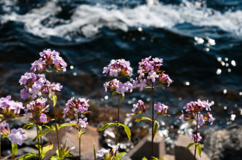 Картинка цветы роовые мелкие вода море