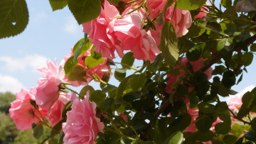 Картинка цветы розы ветка лепестки