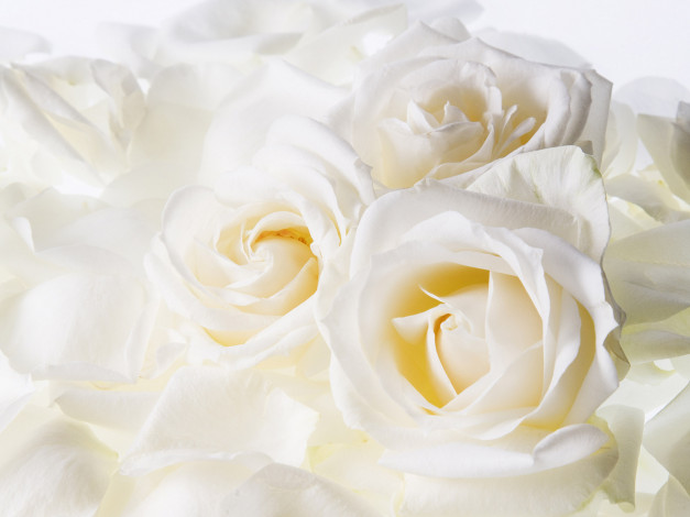 Обои картинки фото цветы, розы, нежность, букет, белые