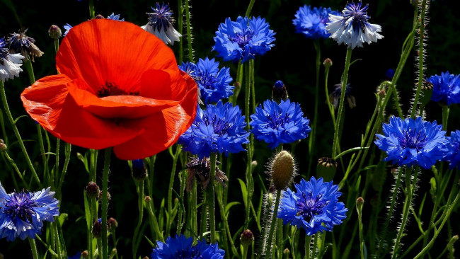 Обои картинки фото цветы, разные вместе, красный, синий