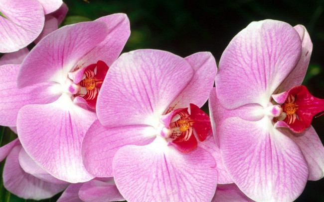 Обои картинки фото цветы, орхидеи, бутоны
