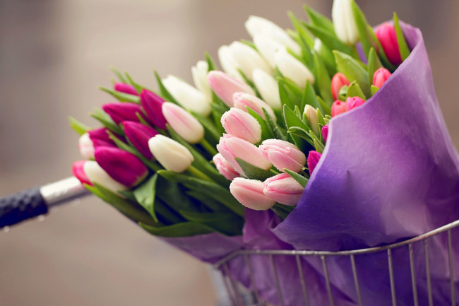 Обои картинки фото цветы, тюльпаны, flowers, bouquet, tulips, drops, bike, букет, капли, велосипед