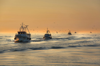 Картинка корабли катера море рыболовецкие птицы чайки утро