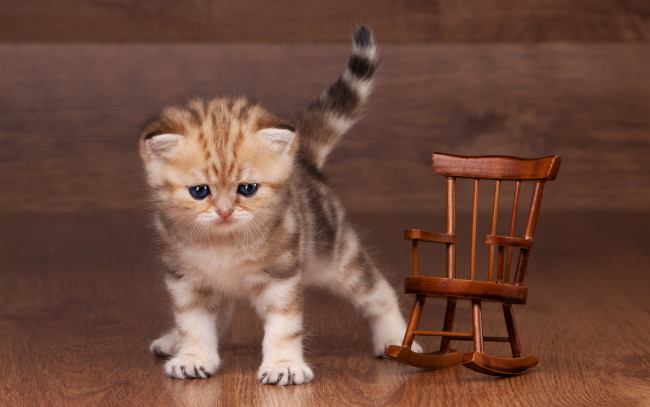 Обои картинки фото животные, коты, игрушка, кресло-качалка, полосатый, маленький, котенок, мило, дерево, ламинат, пол, деревянное, коричневый