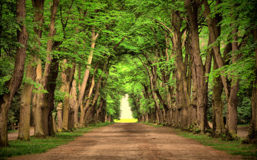 Картинка природа дороги деревья аллея дорога