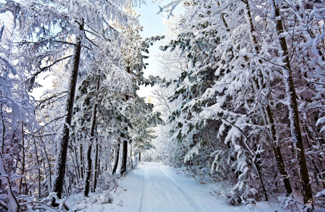 Обои картинки фото природа, дороги, дорога, лес, зима, снег, деревья