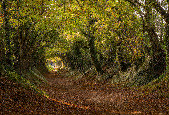 Картинка природа дороги тоннель дорога англия halnaker деревья roman road халнакер stane street туннель западный суссекс west sussex осень england