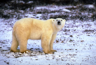 Картинка животные медведи снег белый медведь