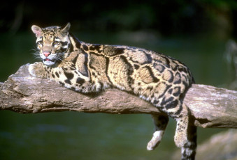 Картинка животные дымчатые+леопарды ветка леопард
